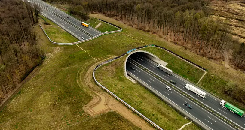 Protection of local wildlife: from Germany to Brazil, how are highways adapting?